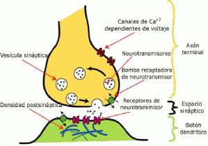 sinapsis1